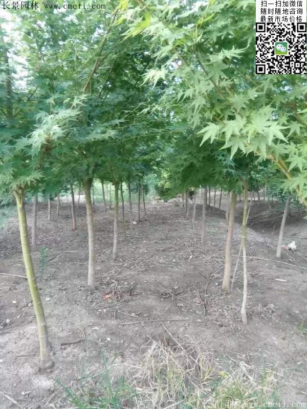 優質青楓樹 優質青楓樹