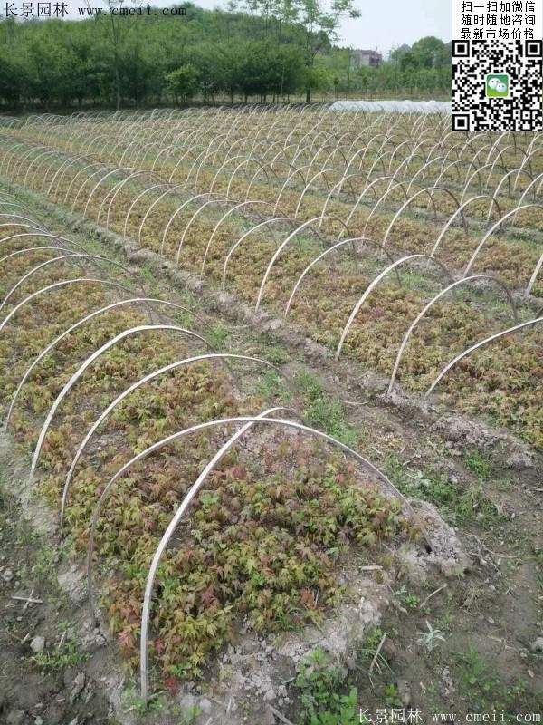 青楓樹價格 青楓樹價格