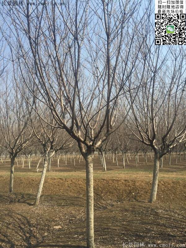 沭陽(yáng)大規(guī)格的櫻花樹(shù) 沭陽(yáng)大規(guī)格的櫻花樹(shù)