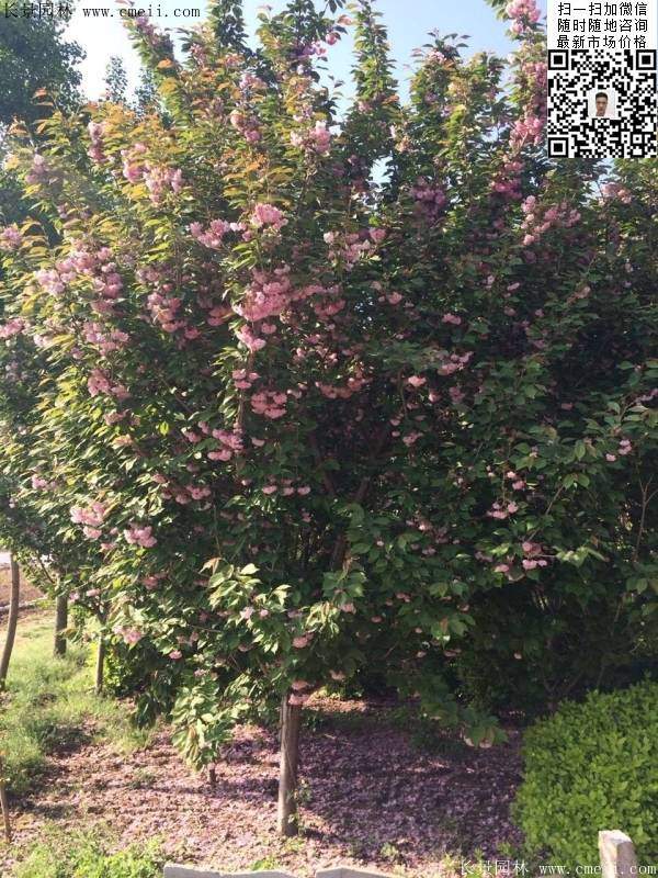 沭陽(yáng)大規(guī)格的櫻花樹(shù) 沭陽(yáng)大規(guī)格的櫻花樹(shù)