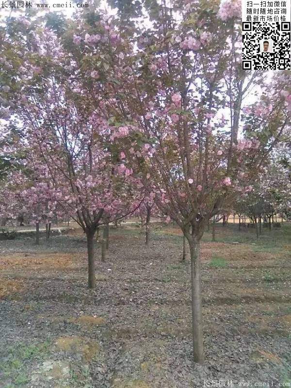 沭陽(yáng)大規(guī)格的櫻花樹(shù) 沭陽(yáng)大規(guī)格的櫻花樹(shù)