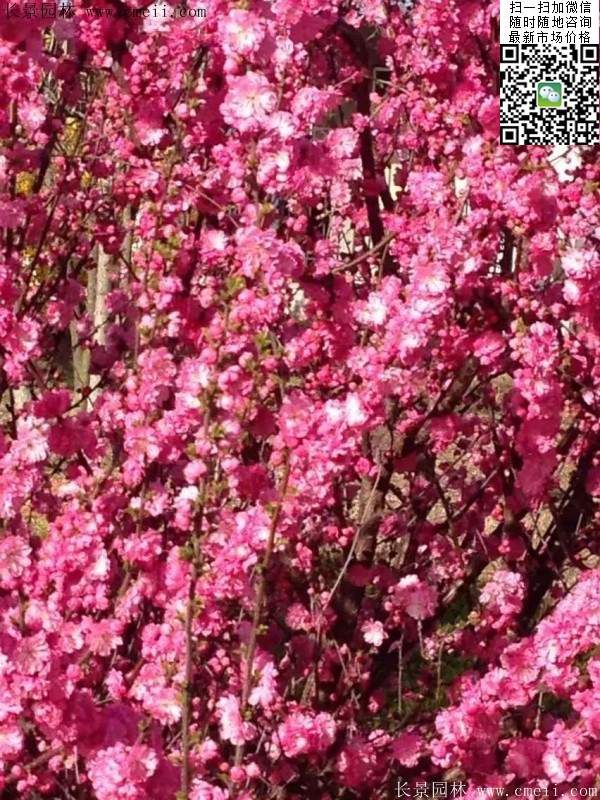 沭陽榆葉梅的價格 沭陽榆葉梅的價格