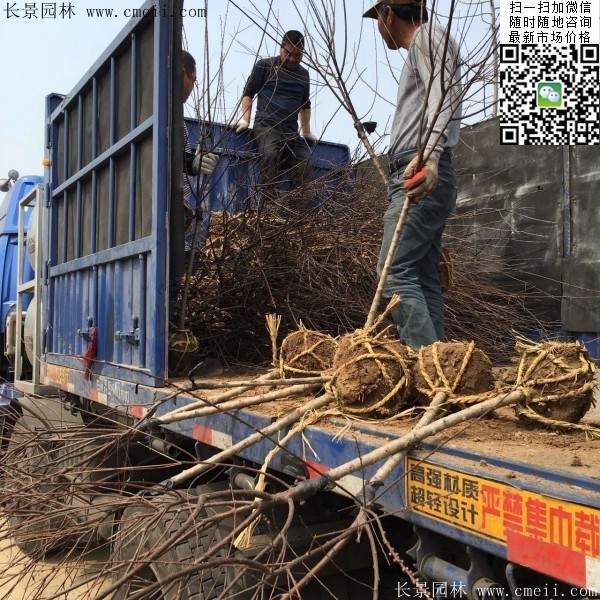 沭陽榆葉梅規格 沭陽榆葉梅規格