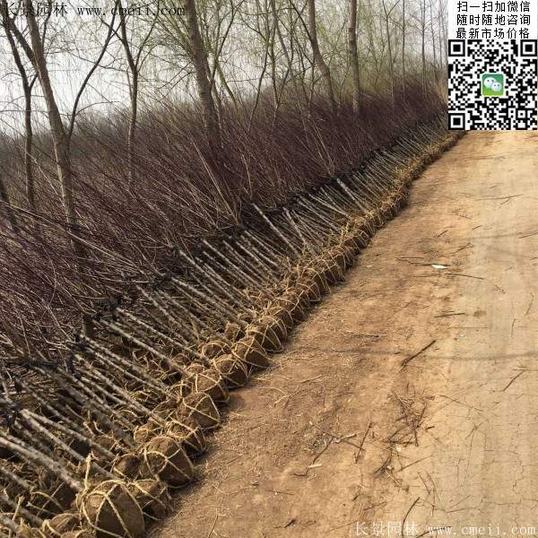 沭陽榆葉梅規格 沭陽榆葉梅規格