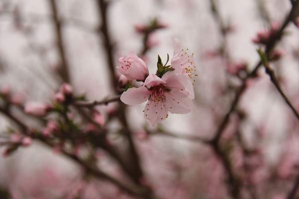 紫葉李規格 紫葉李規格