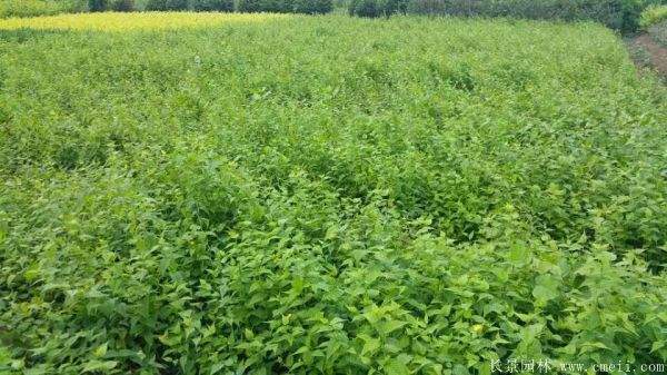 黃花棣棠 黃花棣棠