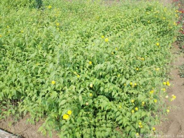 沭陽(yáng)棣棠苗