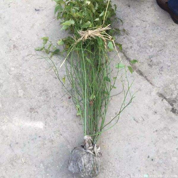 沭陽棣棠花 沭陽棣棠花