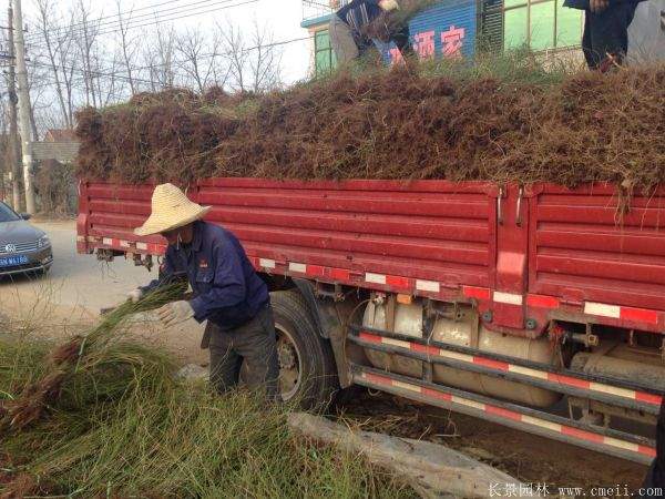 2016沭陽的棣棠價(jià)格