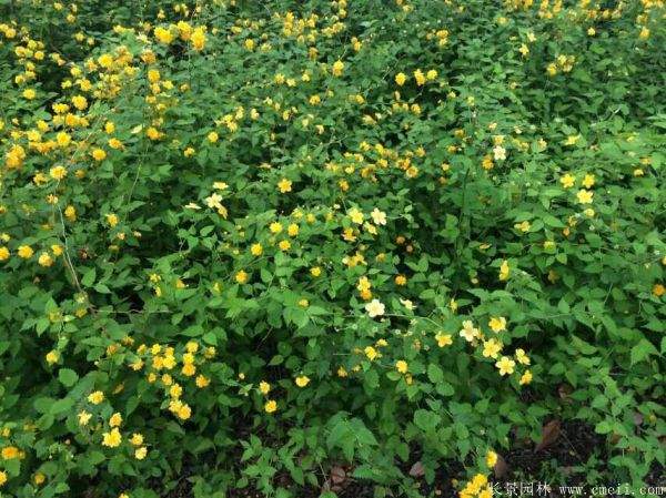 優質精品棣棠花 優質精品棣棠花