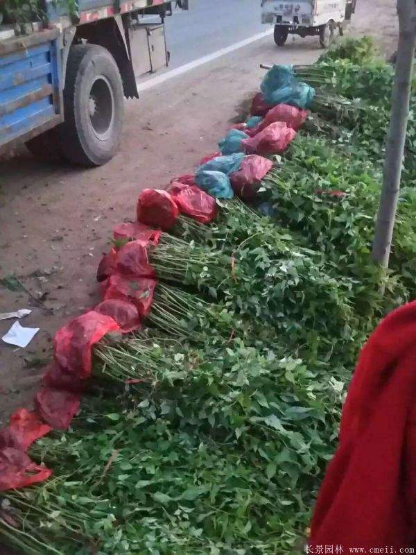 優質精品棣棠花 優質精品棣棠花