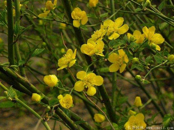 優質精品棣棠花 優質精品棣棠花