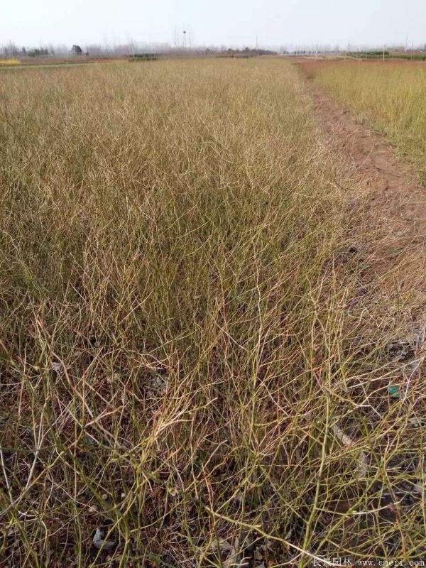 沭陽棣棠花 沭陽棣棠花