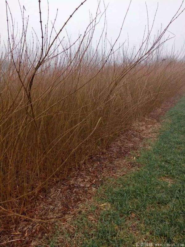 沭陽棣棠花 沭陽棣棠花