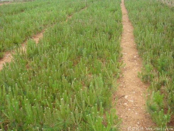 優質黑松樹 優質黑松樹