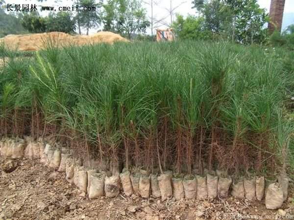 沭陽(yáng)黑松苗、黑松樹 沭陽(yáng)黑松苗、黑松樹