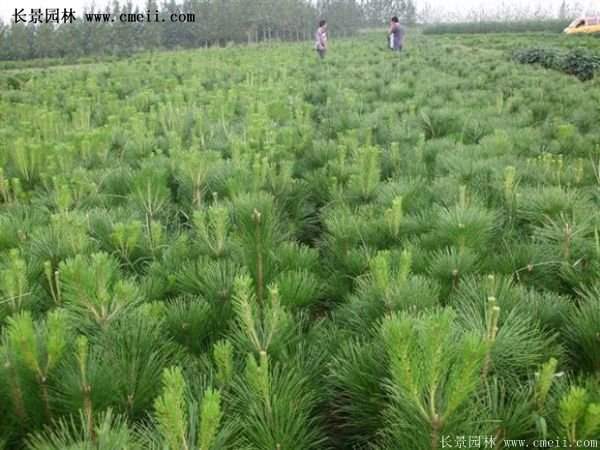 沭陽(yáng)黑松苗、黑松樹 沭陽(yáng)黑松苗、黑松樹