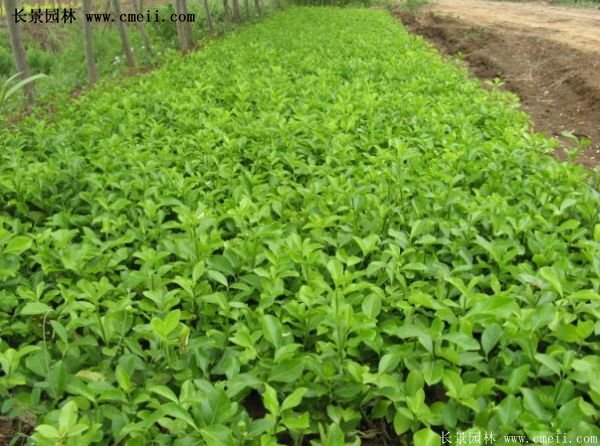 沭陽速生扶芳藤 沭陽速生扶芳藤