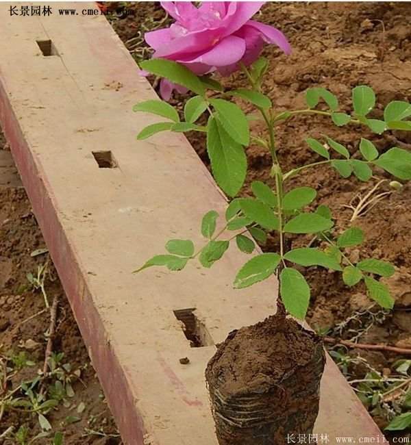 低價銷售優質玫瑰苗