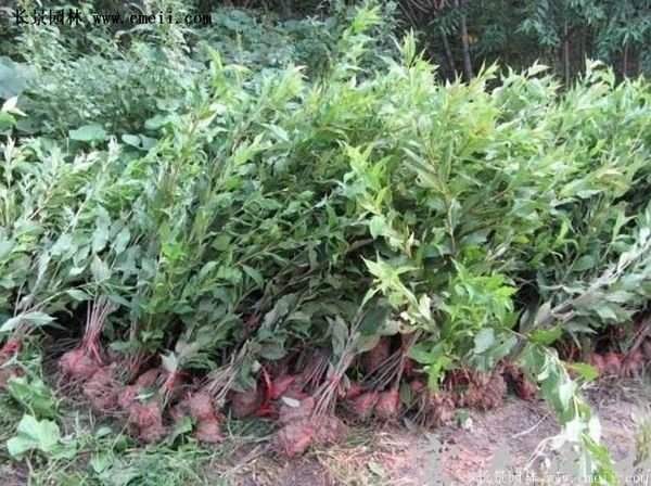 沭陽紅王子錦帶花 沭陽紅王子錦帶花