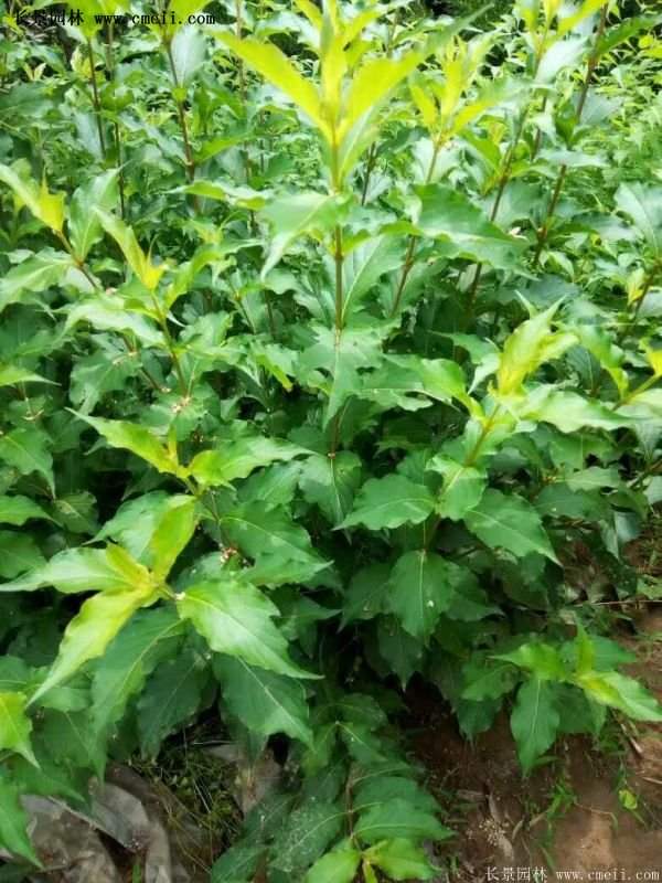 沭陽紅王子錦帶花 沭陽紅王子錦帶花