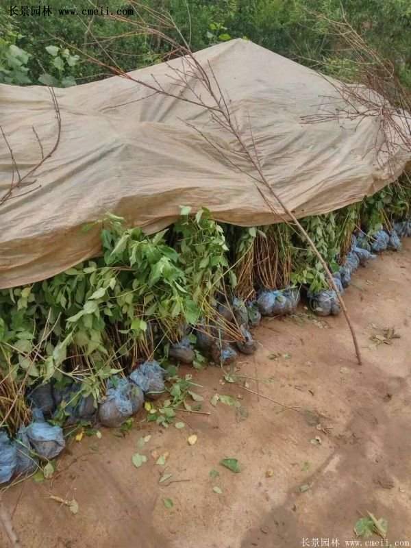 沭陽紅王子錦帶 沭陽紅王子錦帶