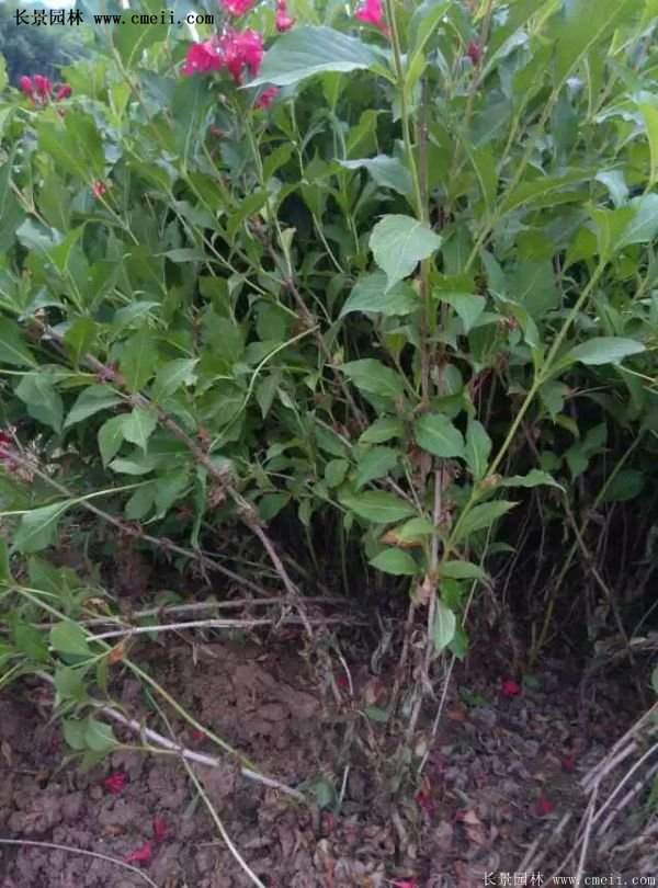 沭陽紅王子錦帶 沭陽紅王子錦帶