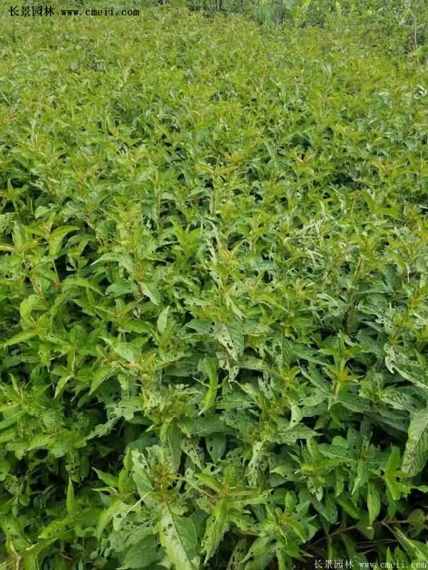 沭陽紅王子錦帶 沭陽紅王子錦帶