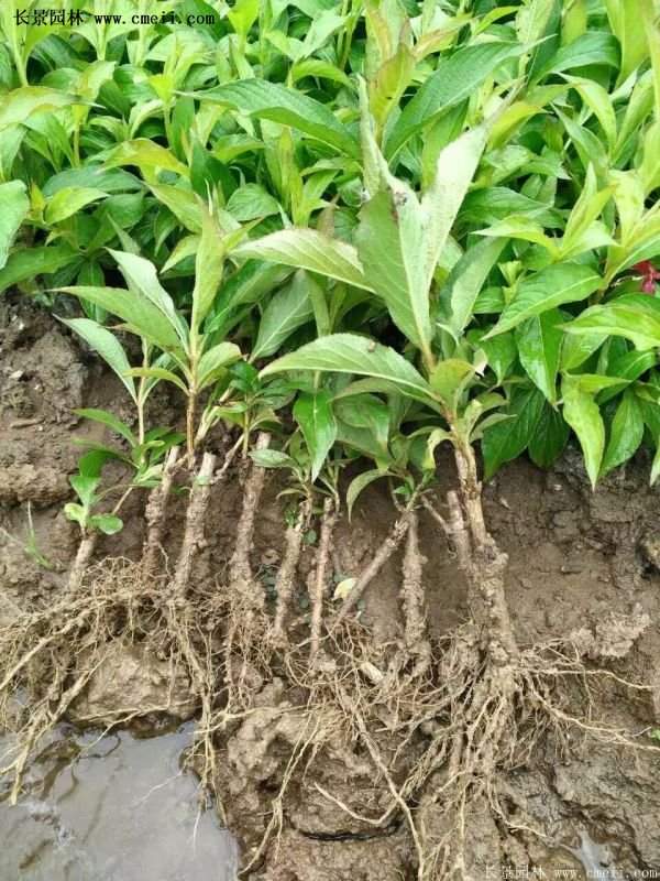 紅王子錦帶規格