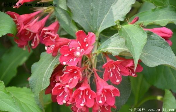 沭陽(yáng)紅王子錦帶基地照片