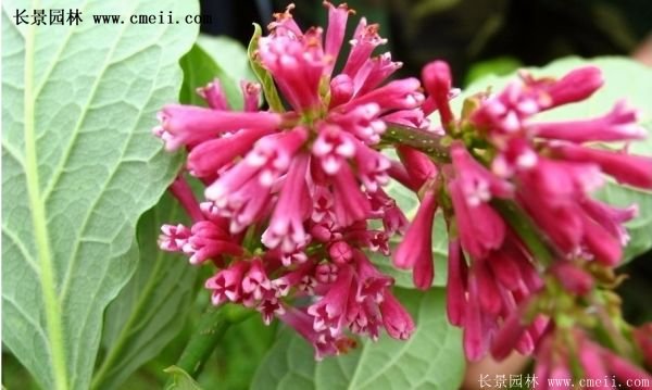 沭陽(yáng)紅王子錦帶基地照片