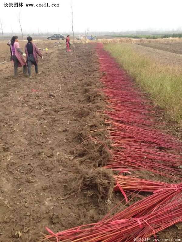 沭陽紅瑞木 沭陽紅瑞木