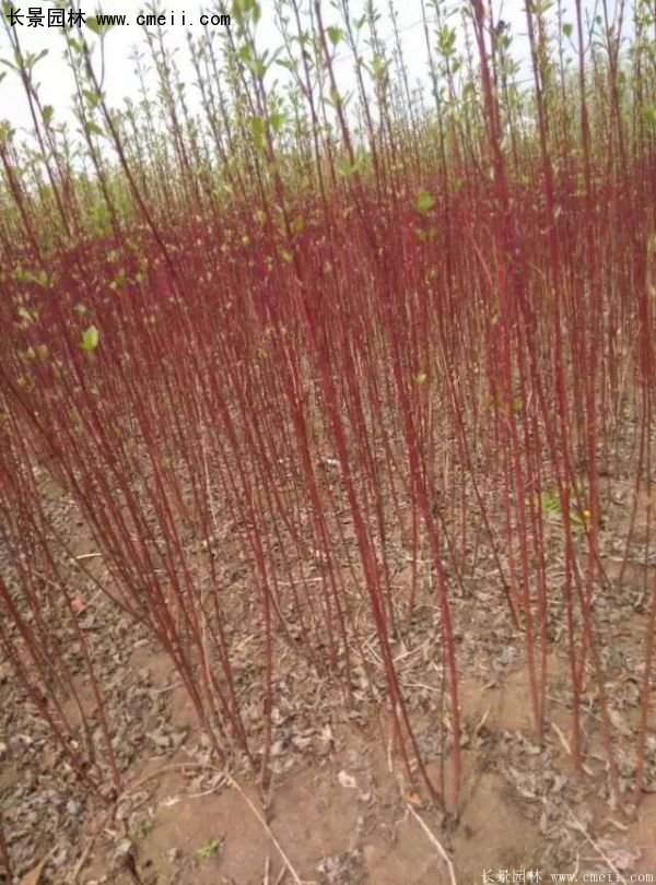 2016紅瑞木 2016紅瑞木