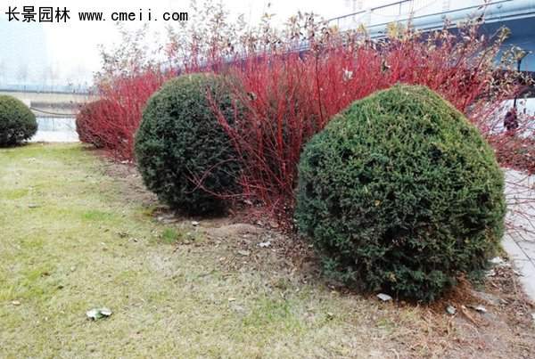 沭陽的紅瑞木 沭陽的紅瑞木