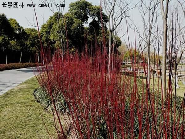 沭陽的紅瑞木 沭陽的紅瑞木