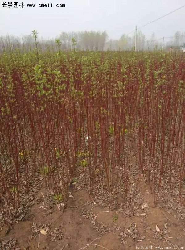 沭陽紅瑞木基地