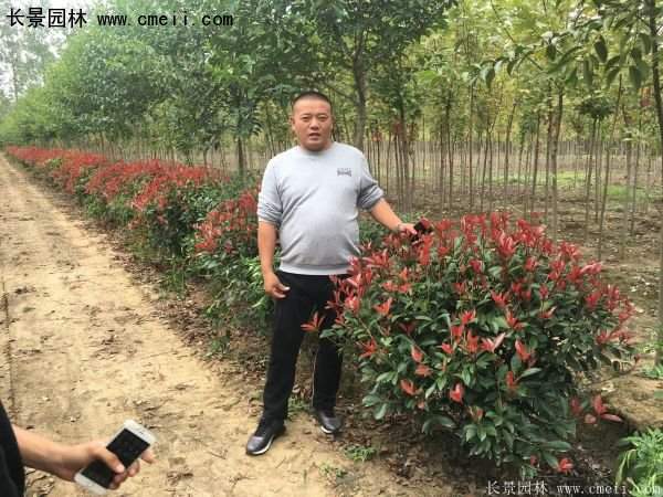 紅葉石楠 紅葉石楠