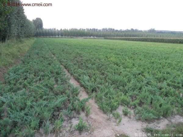 沭陽地柏的規格