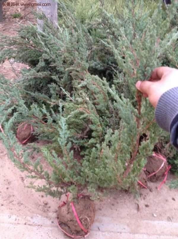 沭陽地柏的優勢