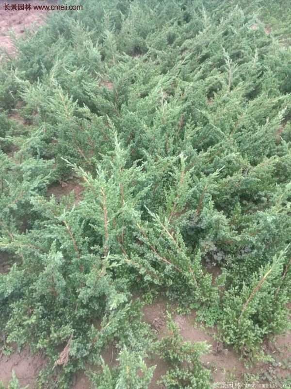 沭陽地柏的優勢