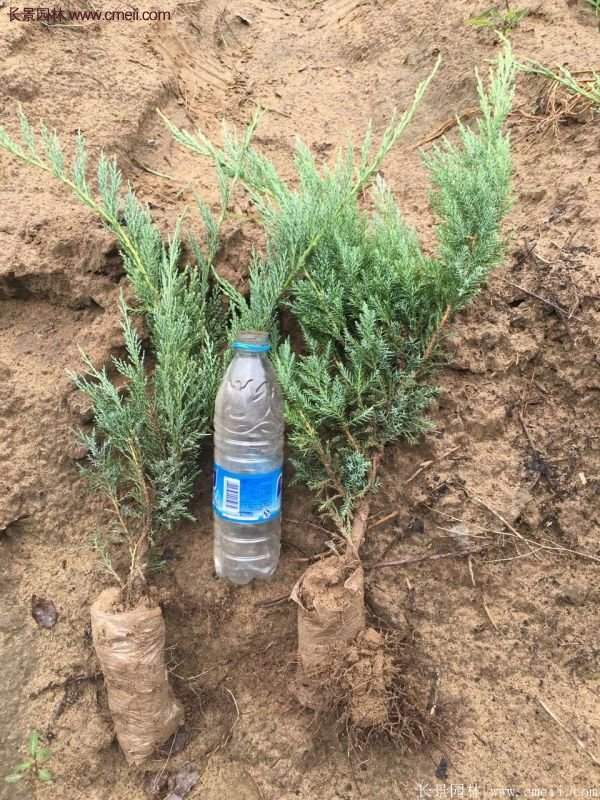 沙地柏基地 沙地柏基地