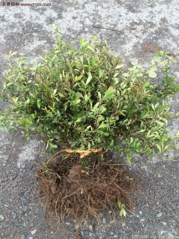 沭陽(yáng)火棘苗、火棘球