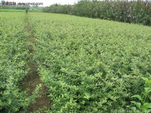 沭陽(yáng)火棘苗、火棘球