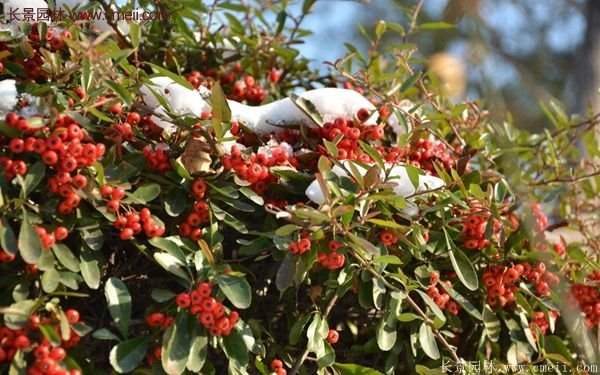 沭陽(yáng)火棘苗、火棘球