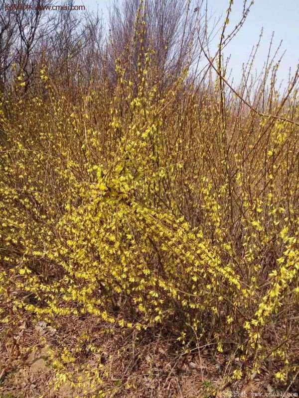 沭陽連翹基地 沭陽連翹基地