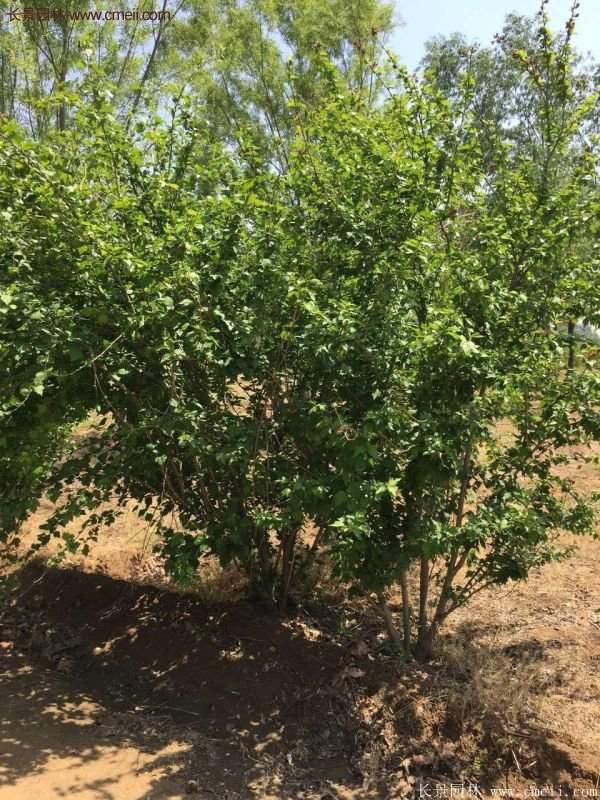 哪種木槿規格在園林上應用最多