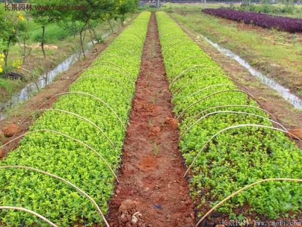 沭陽低價連翹苗 沭陽低價連翹苗