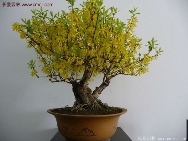 沭陽的連翹苗 沭陽的連翹苗