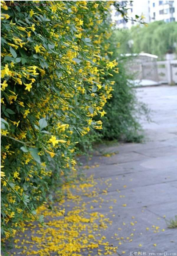 沭陽的連翹苗 沭陽的連翹苗