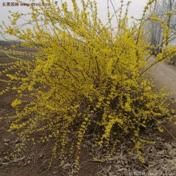 沭陽的連翹苗 沭陽的連翹苗